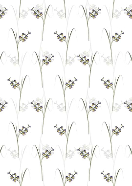 Gladiolus Ringens Pattern