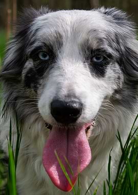 Border Collie