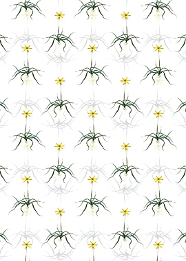 Hypoxis Stellata Pattern