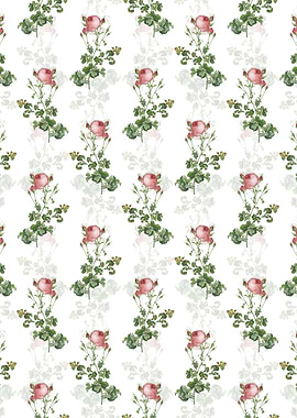 Celery Leaved Cabbage Rose