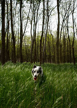 Border Collie in a forest