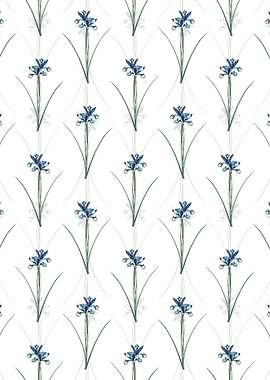White Spanish Iris Pattern
