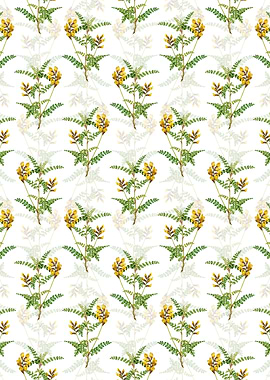 White Calophaca Wolgarica