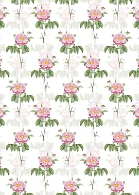 Speckled Provins Rose