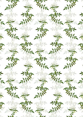 Jasmin Officinale Flower