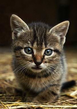 Striped Kitten