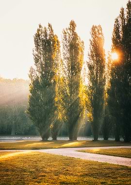 Hello Mist Hello Autumn
