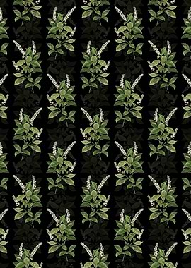 Black Virginia Sweetspire