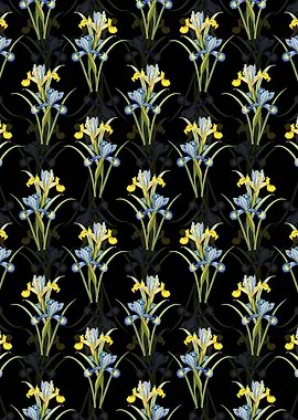 Black Spanish Iris Pattern