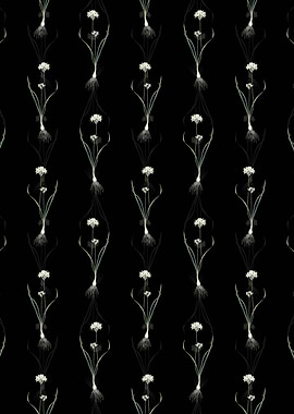 Black Three Cornered Leek