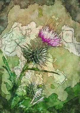 Scottish Thistle