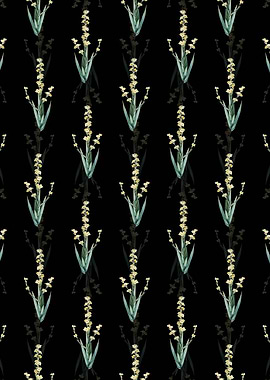 Pale Yellow Eyed Grass