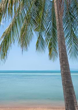 Samui Palm Tree