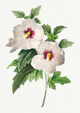 Hibiscus