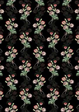 Black Broad Leaved Anemone