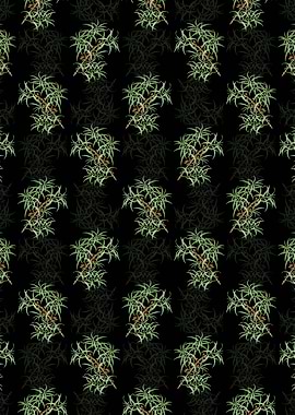 Black Common Sea Buckthorn