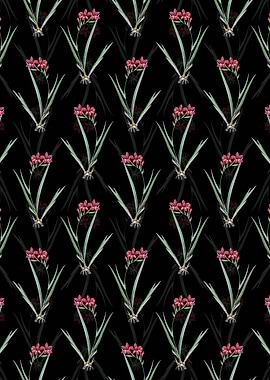 Black Gladiolus Cardinalis