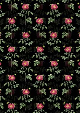 Black Stapelia Rose Bloom