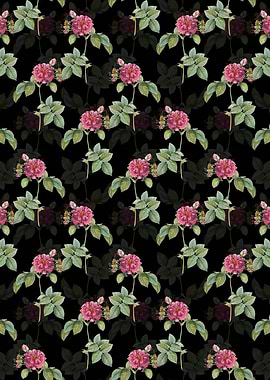 Black Pink Francfort Rose