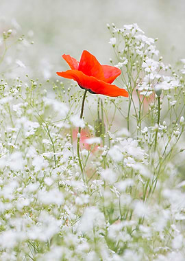 Red Poppy