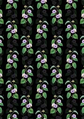 Hoary Jacquemontia Flower