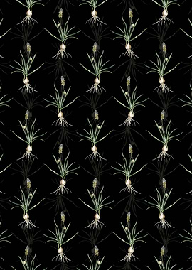 Black Muscari Ambrosiacum