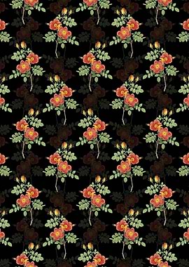 Black Austrian Briar Rose