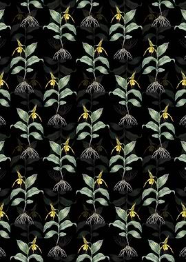 Black Ladys Slipper Orchid