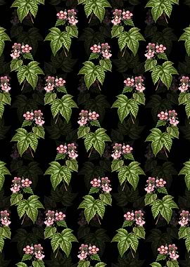 Purple Flowered Raspberry