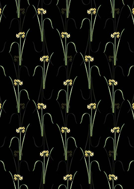 Cowslip Cupped Daffodil