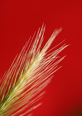 Flower blossoming close up