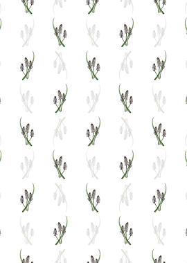 White Meadow Squill Flower