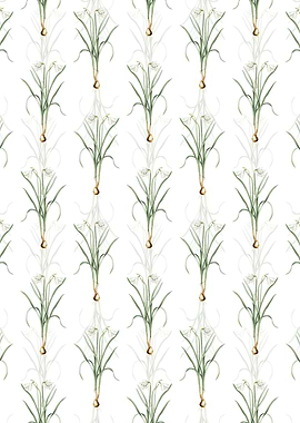 Narcissus Candidissimus