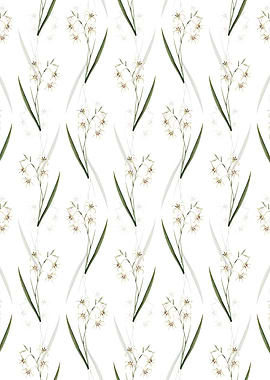 White Gladiolus Cuspidatus