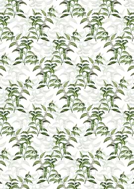 Andromeda Acuminata Bloom