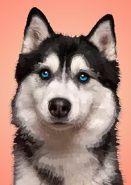 Siberian Husky Dog