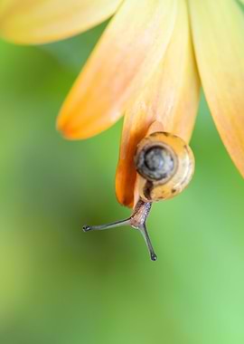A snail on a flower