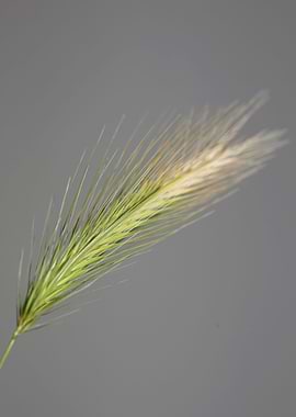 Flower blossoming close up