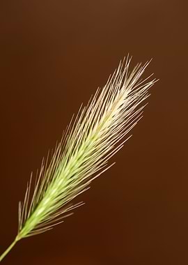 Wheat flowering close up