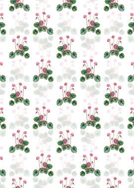 Shore Cyclamen Flower