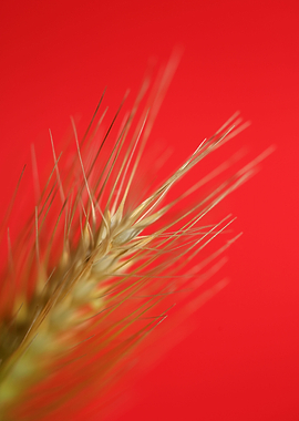 Flower blossoming close up