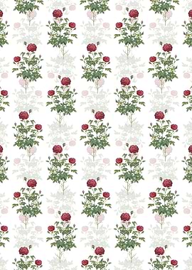 Burgundy Cabbage Rose