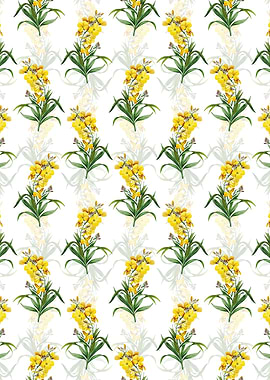 Cheiranthus Flower Pattern