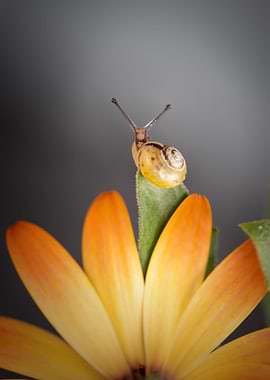 A snail on a flower