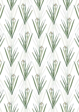 Stinking Iris Pattern