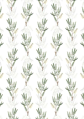 Swamp Paperbark Branch