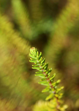 Green erica flower leaves