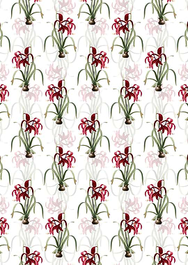 Floral Sprekelia Pattern