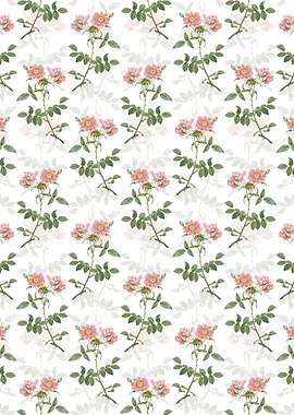 Lady Monson Rose Bloom