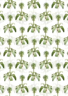 Eucomis Regia Pattern